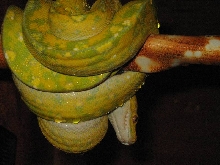 New Male Biak type
