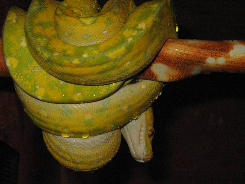 New Male Biak type