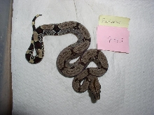 peruvian/equador boas