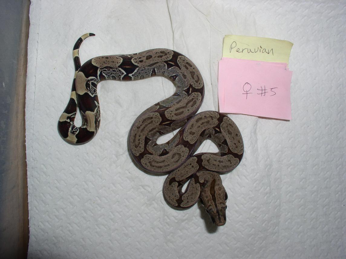peruvian/equador boas