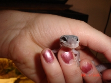 My New Leopard Gecko