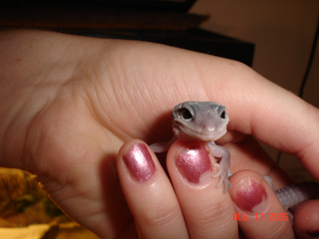 My New Leopard Gecko