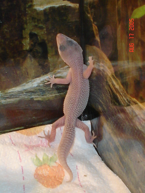 Indigo (My Leo)