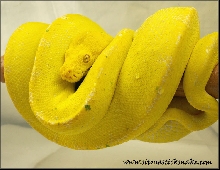 kafiau GTP