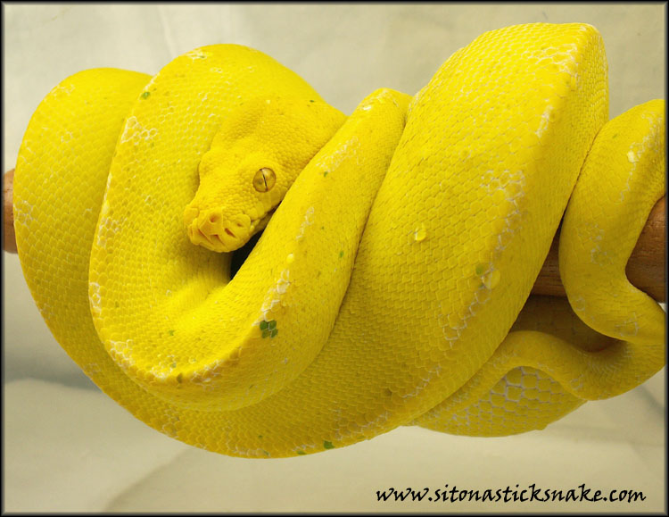 kafiau GTP