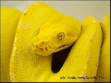 kafiau GTP