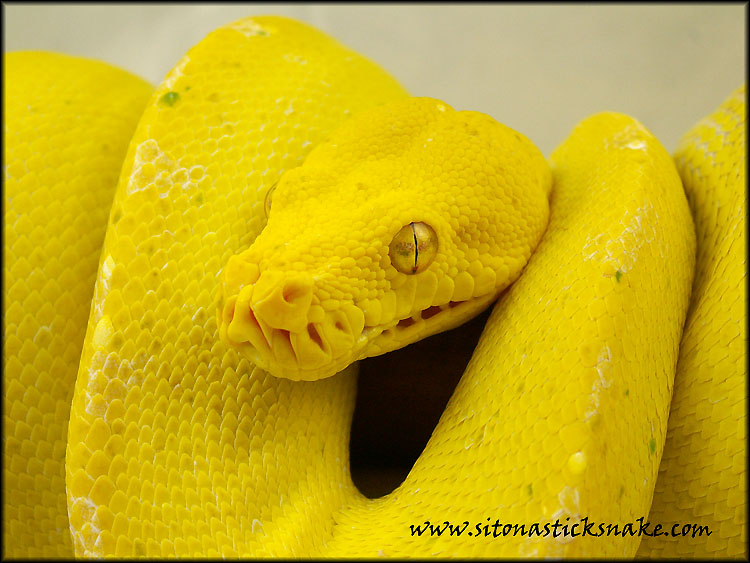 kafiau GTP