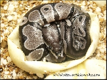 VPI axanthic