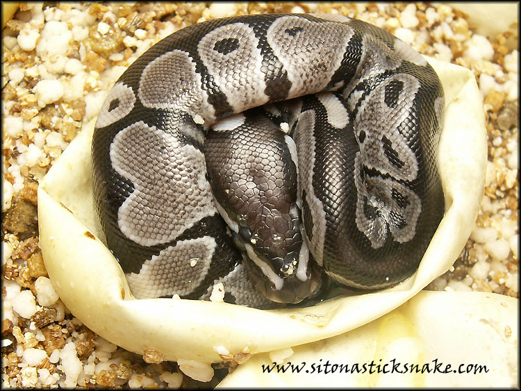VPI axanthic