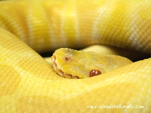 MKR line albino