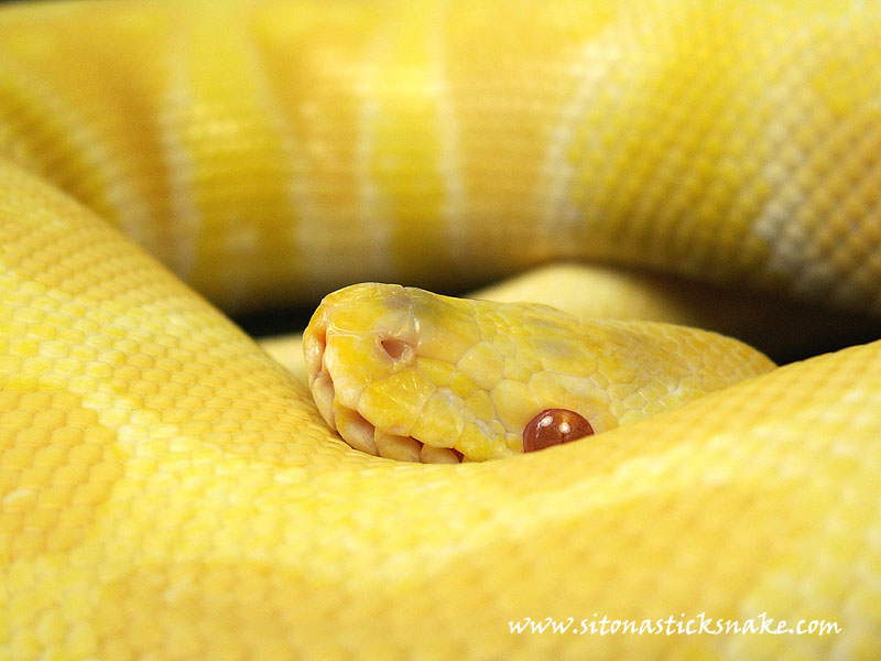 MKR line albino