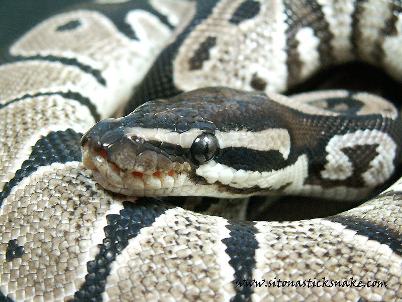 VPI axanthic