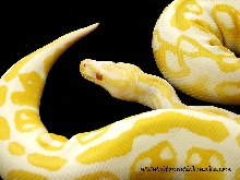 Albino ball python