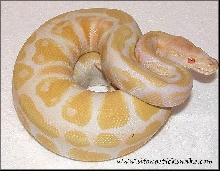 albino ball python