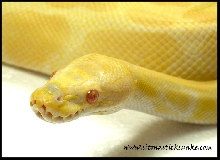 MKR line albino