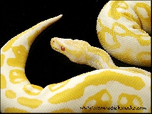 albino ball python