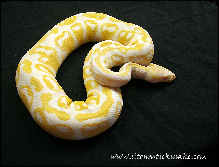 albino ball python