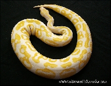 albino ball python