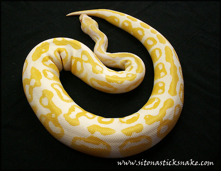 albino ball python