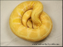 albino ball python