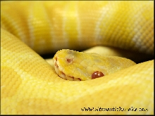 albino ball python