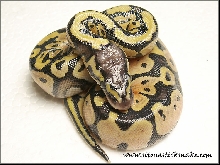 pastel hatchling