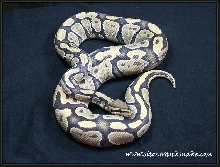 Hypo ball python