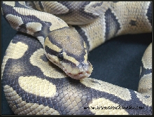 Hypo Ball python