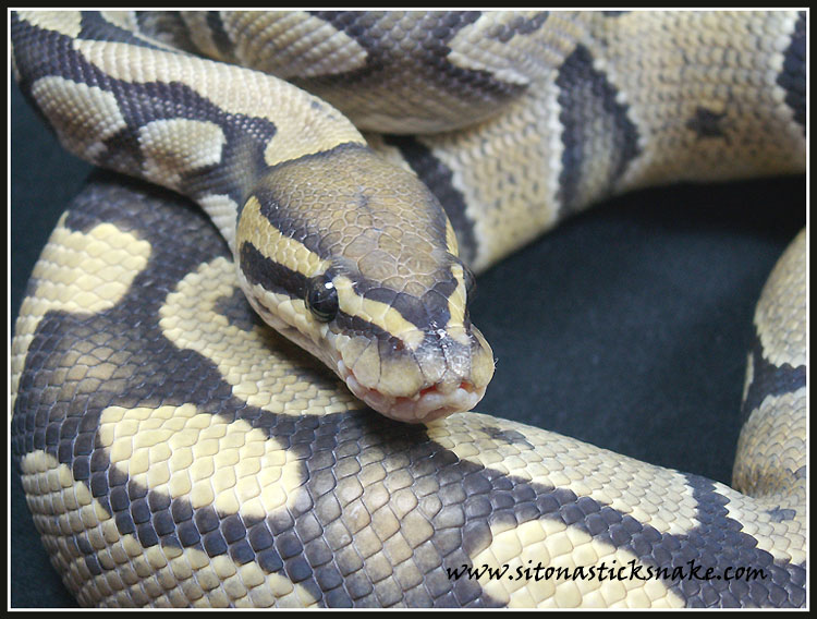 Hypo Ball python