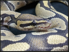Hypo ball python