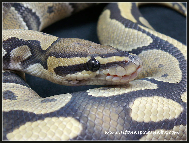Hypo ball python