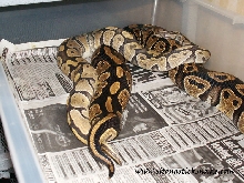 Hypo ball python