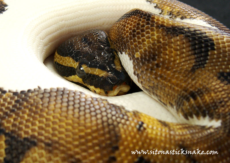 RDR pied
