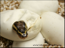 hatchling