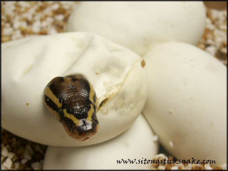 hatchling