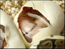 spider hatching