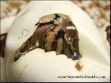 spider hatching
