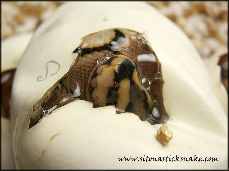 spider hatching