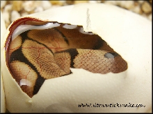 spider hatching