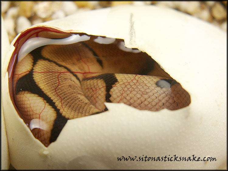 spider hatching