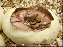 spider hatching