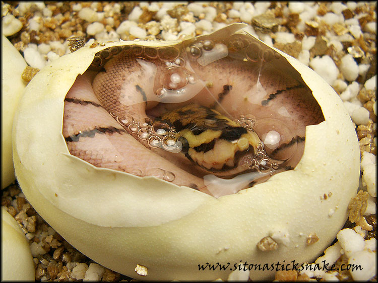 spider hatching