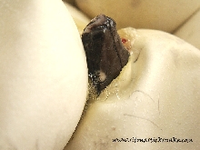 black blood hatching