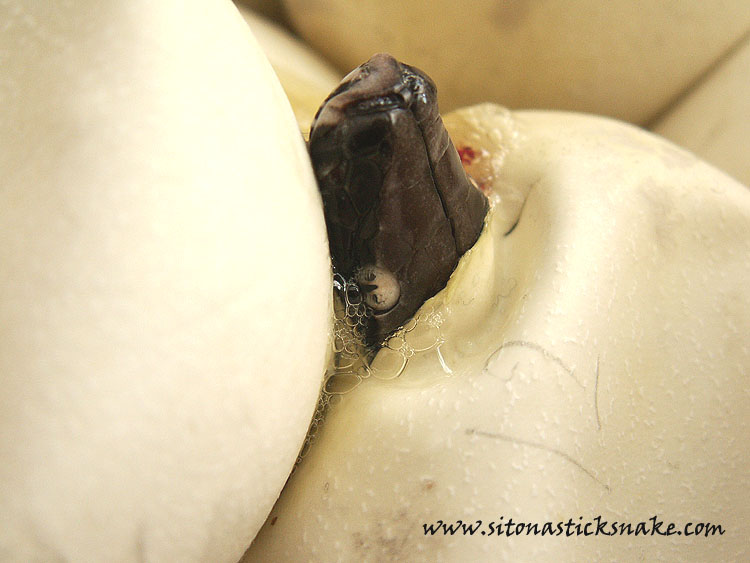 black blood hatching