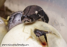 black blood hatching