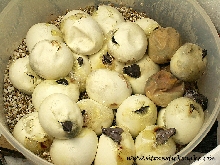 black blood hatching