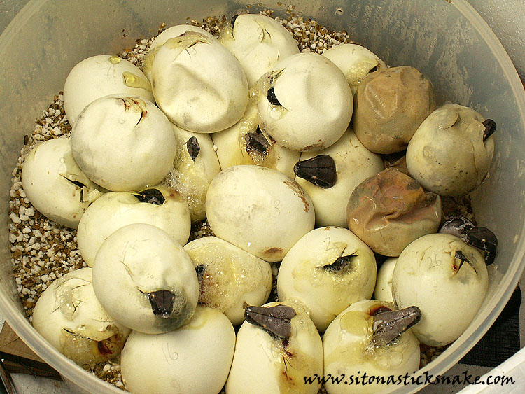 black blood hatching