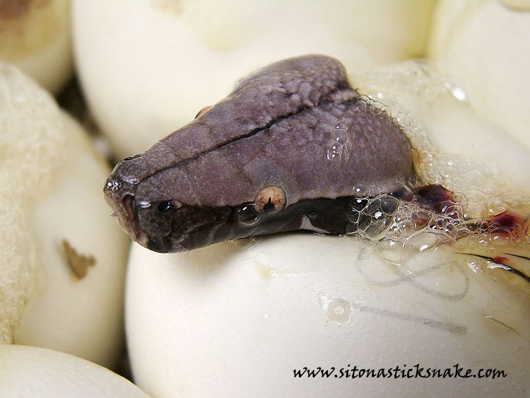 black blood hatching