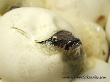 black blood hatching