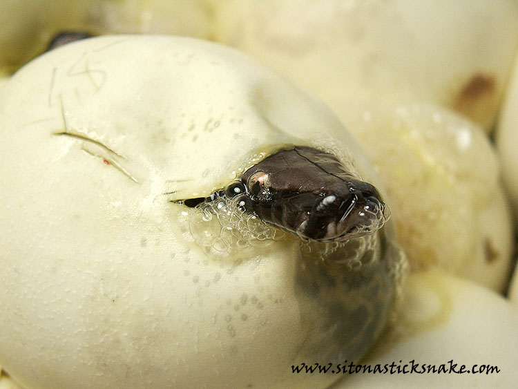 black blood hatching